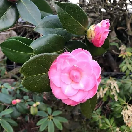 Maisonnette De Charme Les Jardins De Lou Nyaraló Boussac (Aveyron)