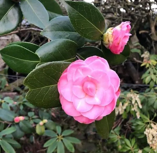Maisonnette De Charme Les Jardins De Lou 別荘 Boussac (Aveyron)